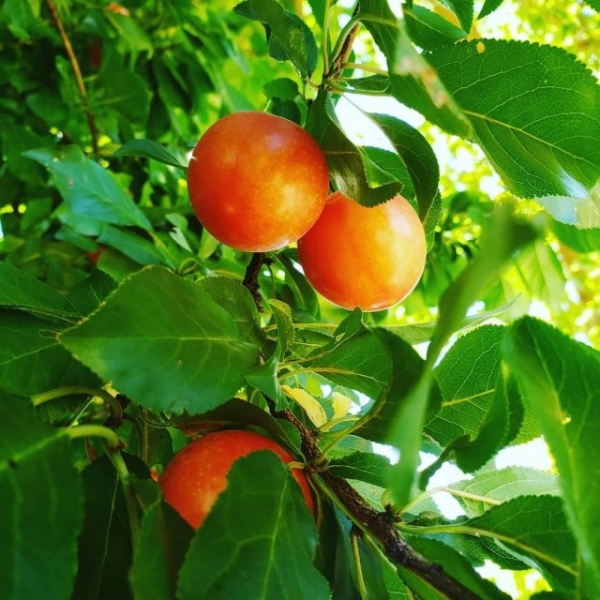 Плумкот, априум и шарафуга — уникальные межвидовые гибриды абрикоса и сливы- АГРОНОВОСТИ